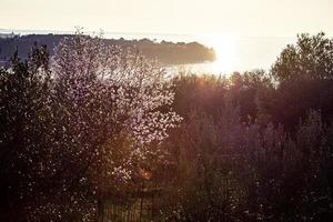 o despertar da natureza na primavera. foto