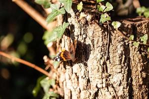 borboleta em um tronco de árvore foto