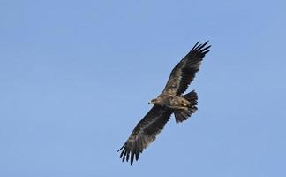 águia estepe - aquila nipalensis creta