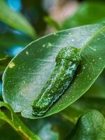 lagarta verde em uma folha foto