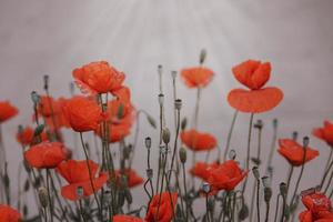 vermelho verão papoula flores em uma luz fundo foto