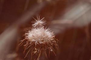 cardo flor com sementes em uma verão Prado dentro a caloroso raios do a Sol foto