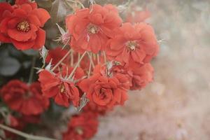 vermelho rosa contra a pano de fundo do verde folhas em uma arbusto dentro a jardim dentro verão dia foto