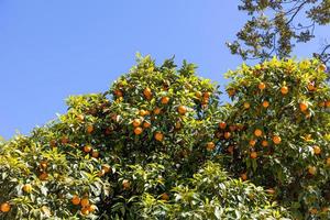 manaryn árvore com laranja frutas contra a fundo do erva folhas foto