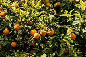 manaryn árvore com laranja frutas contra a fundo do erva folhas foto