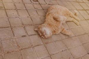 gengibre gato descansando em a concreto calçada em uma caloroso tarde foto