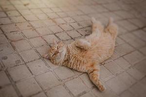 gengibre gato descansando em a concreto calçada em uma caloroso tarde foto