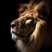 fechar acima retrato do lado Visão leão face em Preto fundo. leão cabeça. rei do selva. generativo ai. foto