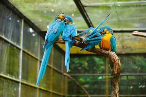 quatro azul e amarelo arara em repouso em uma árvore Escovar foto