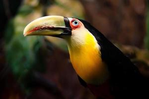 tucano de bico verde foto