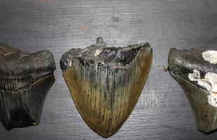 megalodon tubarões dentes coleção foto