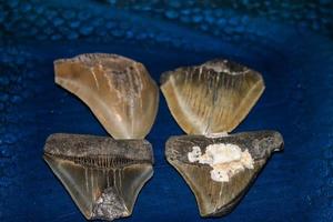 megalodon tubarões dentes coleção foto