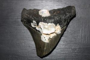 megalodon tubarões dentes coleção foto