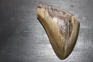 megalodon tubarões dentes coleção foto