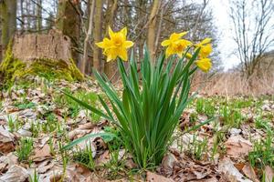 primeiro grande amarelo narcisos flores Como snowdrops dentro cedo Primavera às nascer do sol dentro a manhã dentro a parque apareceu a partir de velho outono folhas foto