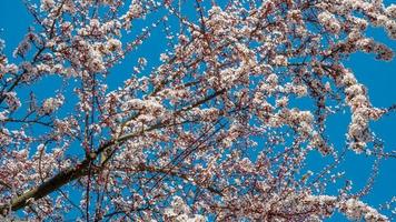 cobrir página com linda Rosa e rosado cereja flores. conceito primavera, renovação e felicidade. foto