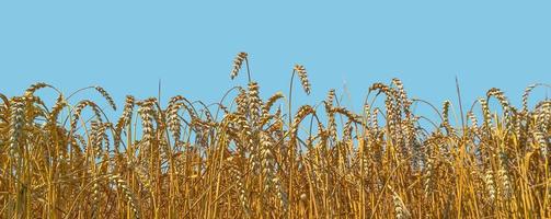 banner com bela paisagem agrícola de culturas de trigo no final do verão com céu azul profundo em dia ensolarado com espaço de cópia. conceito de alimentos e agricultura. foto