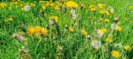 panorâmico Visão do amarelo florescendo margaridas, dente de leão flores dentro Prado Campos às Primavera fechar-se, detalhes. foto