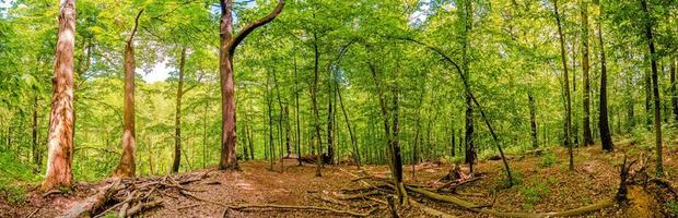 panorâmico Visão sobre mágico decíduo floresta, rochoso às ribeirinha do zschopau rio perto mittweida cidade, Saxônia, Alemanha, às caloroso pôr do sol e azul Primavera céu. foto