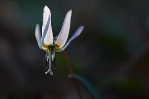flor branca delicada