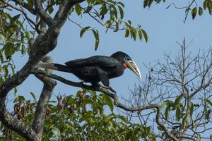 uma fêmea pescoço ruivo calau ou aceros nipalensis observado dentro latpanchar dentro oeste bengala, Índia foto