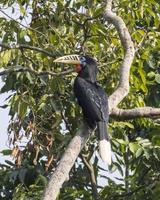 uma fêmea pescoço ruivo calau ou aceros nipalensis observado dentro latpanchar dentro oeste bengala, Índia foto