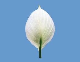 isolado branco aracear flor ou Paz lírio flor com recorte caminhos. foto