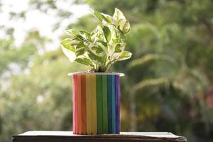 fechar-se Visão do arco Iris vaso que tem plantar crescendo dentro, borrado natureza fora janela fundo, conceito para lgbt celebração dentro orgulho mês e casa decoração do lgbt pessoas por aí a mundo. foto