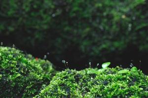 lindo musgo verde brilhante crescido cobre as pedras ásperas e no chão da floresta. mostrar com visualização macro. rochas cheias de textura de musgo na natureza para papel de parede. foco suave. foto