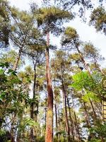 panorama dentro uma pinho floresta. verão pinho floresta. foto