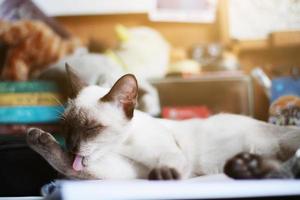 siamês gato relaxar e dormindo em a mesa perto janela com luz solar. foto