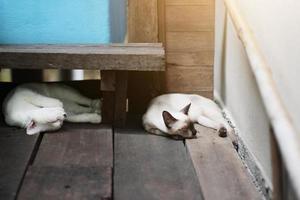 gatinho branco gato e siamês gato dormindo em a chão foto