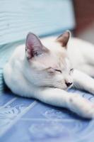 gatinho branco gato dormindo em a chão com luz solar foto