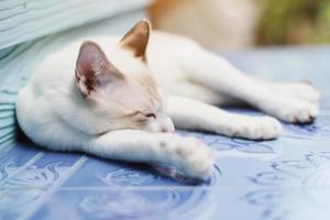 gatinho branco gato dormindo em a chão com luz solar foto