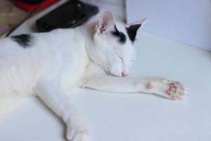 gatinho branco gato dormindo em branco papel com luz solar foto