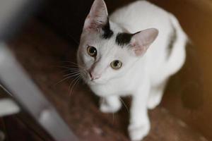 gatinho branco gato sentado e apreciar em madeira chão com luz solar foto