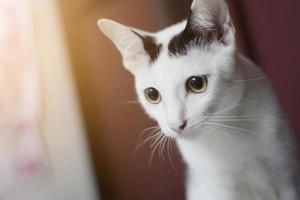 gatinho branco gato sentado e apreciar em madeira chão com luz solar foto