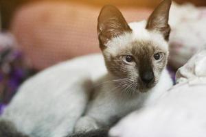 siamês gato sentado e apreciar em colorida almofadas foto