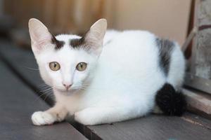 gatinho branco gato sentado e apreciar em madeira terraço com luz solar foto