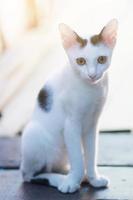 gatinho branco gato sentado e apreciar em madeira terraço com luz solar foto