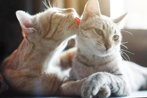 fofa laranja gato e cinzento listrado gato apreciar e dormindo em a mesa foto