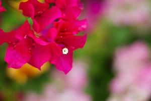 lindo Rosa Bougainville flores florescendo com em nascer do sol dentro a jardim foto