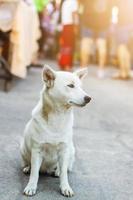 branco cachorro sentado em concreto chão. foto