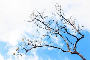 silhueta selvagem seco galhos com azul céu dentro natural luz em a montanha. foto