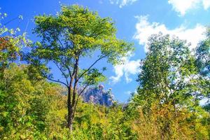 verde floresta e selva com azul céu em montanha. foto