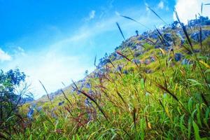 lindo Relva flores panorama do rochoso calcário montanha e verde floresta com blu céu às Chiang doa nacional parque dentro chiangmai, Tailândia foto