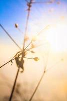 silhueta dourado luz com borrado selvagem Relva flores dentro pôr do sol Flor com céu azul dentro floresta. foto