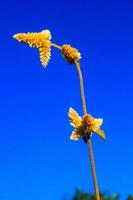 lindo selvagem flores com azul céu em a montanha foto