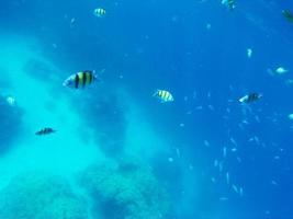 lindo embaixo da agua mundo do mar, coral recife e peixe mergulho e snorkeling dentro a tropical mar dentro Tailândia foto