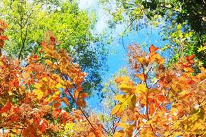 lindo laranja e amarelo folhas ramo do árvore com azul céu dentro floresta em a montanha foto